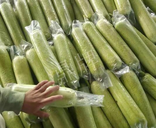 蔬菜種子種植戶客戶點評-這個絲瓜每畝能掙3萬，惠州客戶很滿意！