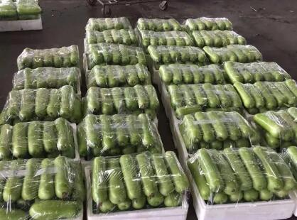 蔬菜種子種植戶客戶點評-上市早，價格好！我連續(xù)種了三年，滿意！
