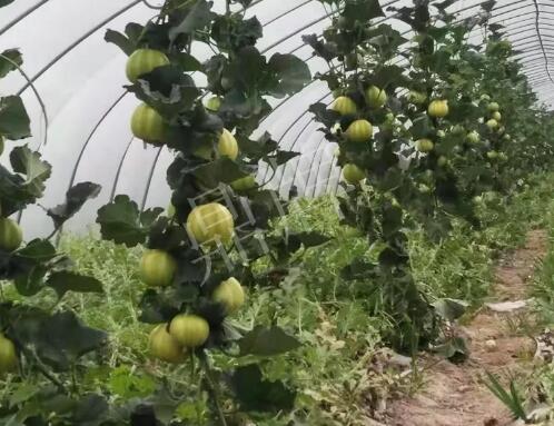 蔬菜種子種植戶客戶點評-我的乖乖，一株坐果15個，6元1斤，好賣得很！