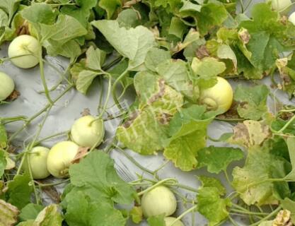 蔬菜種子種植戶客戶點評-低溫寡照的天氣，它仍然優(yōu)秀！