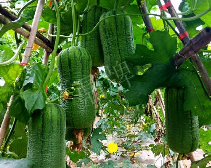 蔬菜種子種植戶客戶點(diǎn)評(píng)-這個(gè)新品種，讓我“頭痛”…