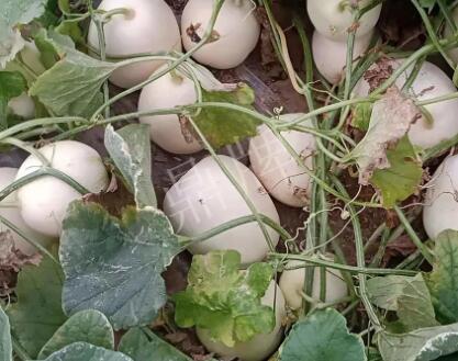 蔬菜種子種植戶客戶點評-“甜，真甜，真是甜！”
