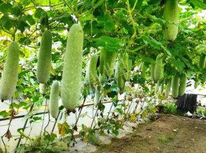 蔬菜種子種植戶客戶點評-我種的冬瓜，肉緊味甜，按個賣！