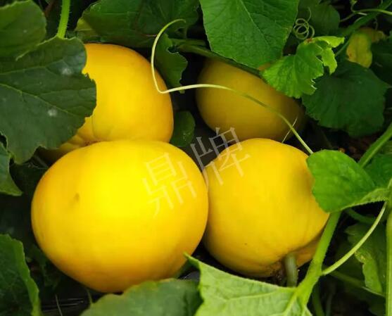 蔬菜種子種植戶客戶點評-純賺50萬，我這個“張大膽”榮光了一把！