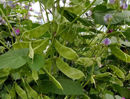 蔬菜種子種植戶客戶點評-一梭梭的，真是結(jié)坨了，“特早春”扁豆市斤批價達到10元
