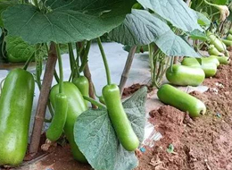 蔬菜種子種植戶客戶點(diǎn)評(píng)-浙江菜農(nóng)種植的鼎牌瓠瓜喜獲豐收，又賣(mài)上了好價(jià)錢(qián)!