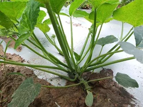 菜農(nóng)種植無需噴農(nóng)藥的蔬菜，不僅栽培簡單、而且效益高
