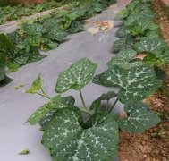 蔬菜種子種植戶客戶點(diǎn)評(píng)-無(wú)需噴農(nóng)藥的蔬菜，栽培簡(jiǎn)單、效益高！