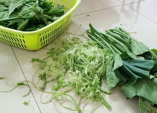 菜農(nóng)種植無需噴農(nóng)藥的蔬菜，不僅栽培簡單、而且效益高