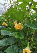 蔬菜種子種植戶客戶點評-在大棚內(nèi)栽培“健美蜜本”南瓜，怎么樣？看菜農(nóng)石昌斌發(fā)來的圖片