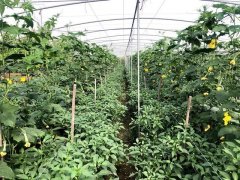 蔬菜種子種植戶客戶點評-這個品種，結(jié)瓜太夸張了！太恐怖了！