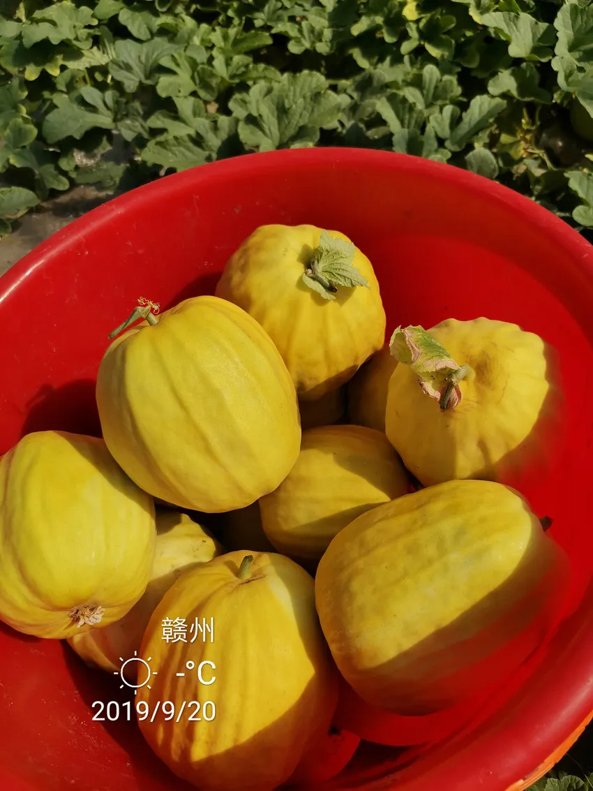 高溫季節(jié)種植甜瓜，什么品種最好？這個品種是秋季上市的專用品種