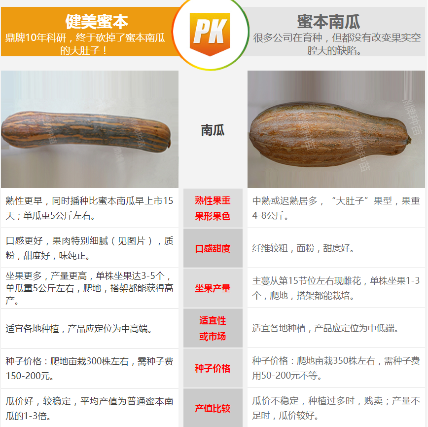 生吃都好吃南瓜新品種，沒有大肚子，肉質(zhì)更密致，農(nóng)戶試種下