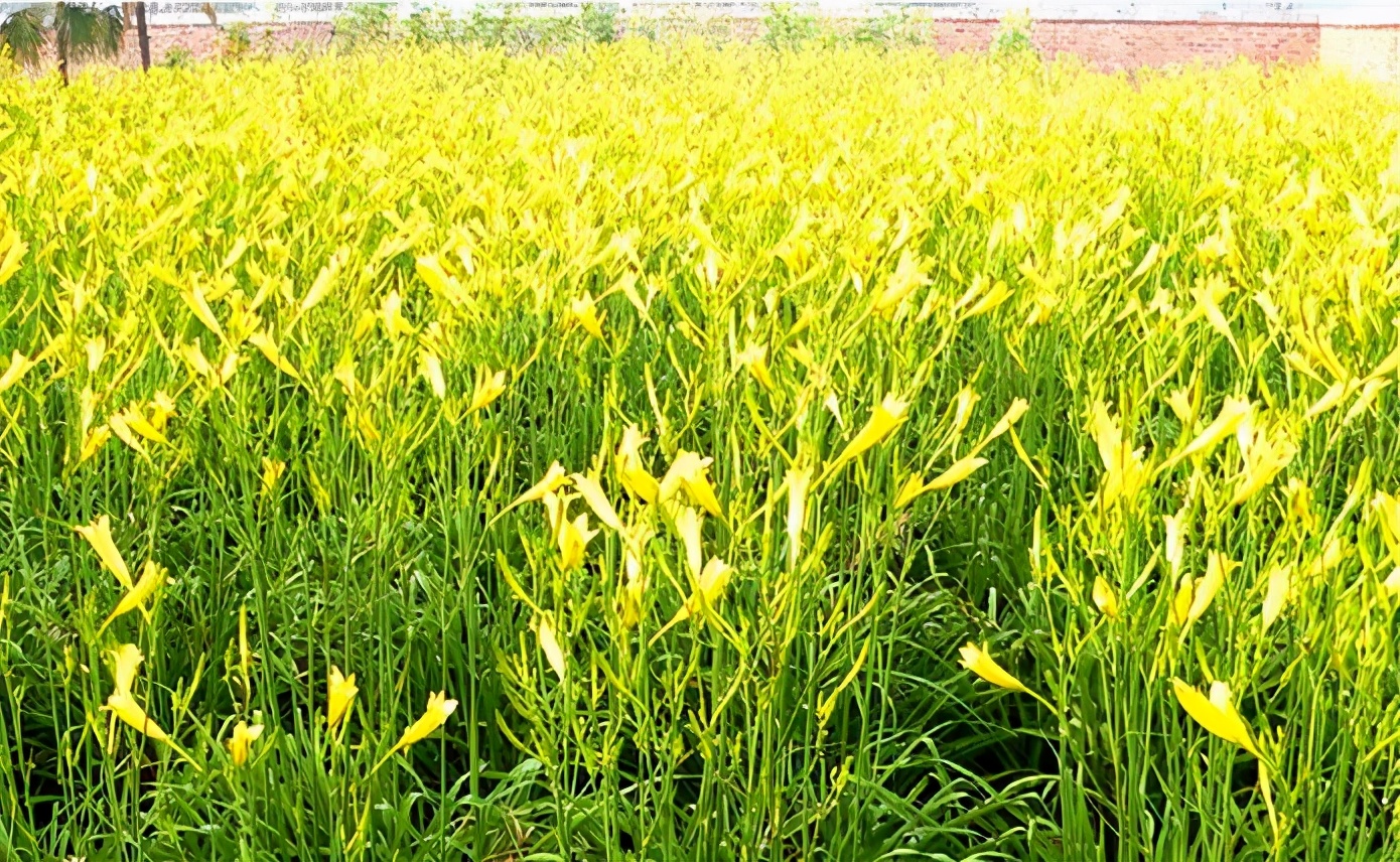 一斤接近20塊，原來它才是最火的國民蔬菜！全國都適種