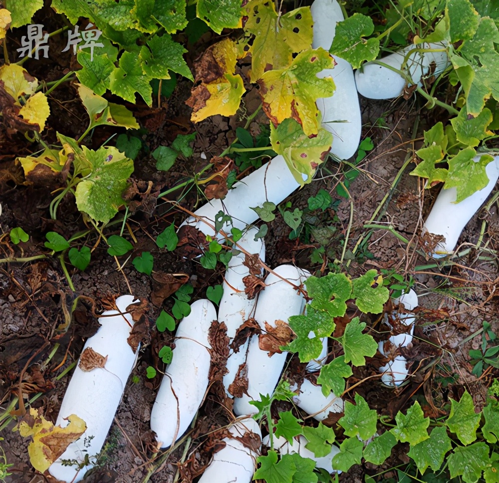 這個(gè)冬瓜品種放1年不壞，口感脆甜，多年科研就為打造這1個(gè)爆品