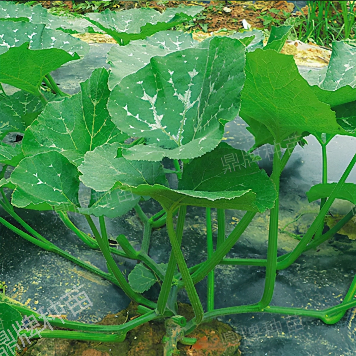 種這種綠葉菜，栽培輕松，畝產(chǎn)值過萬元，菜農(nóng)表示很劃算
