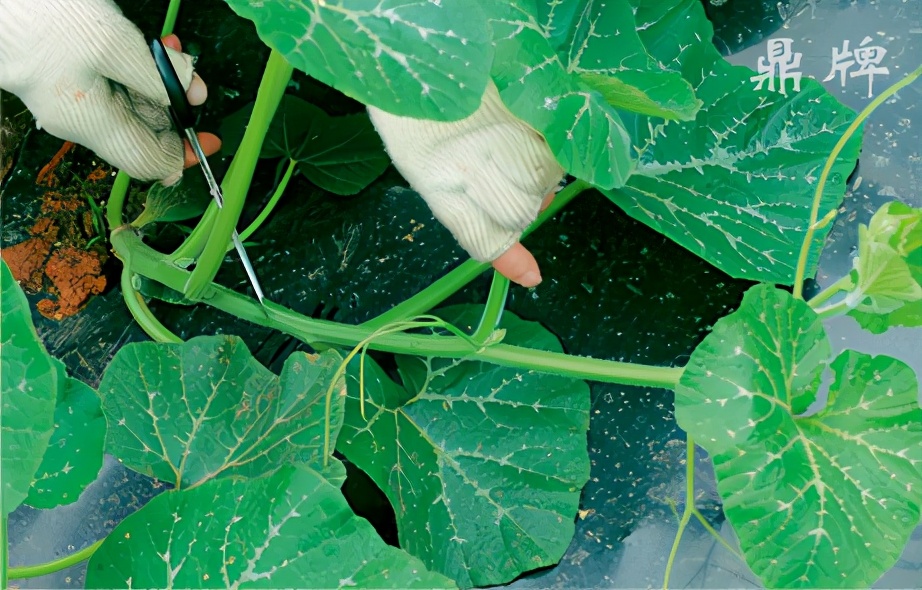 種這種綠葉菜，栽培輕松，畝產(chǎn)值過萬元，菜農(nóng)表示很劃算