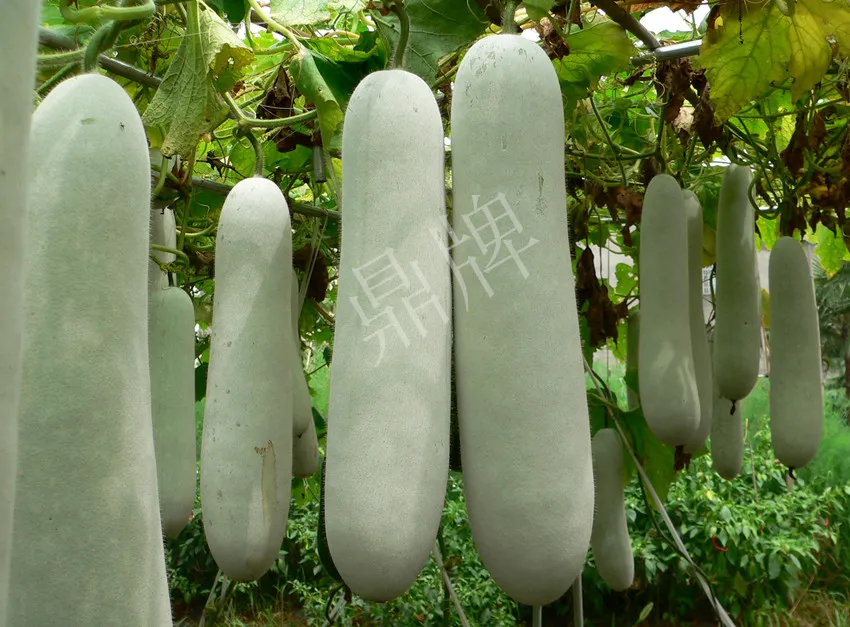 這個品種太優(yōu)秀了！耐儲耐運，適合大面積種植，菜農(nóng)瓜販都喜歡