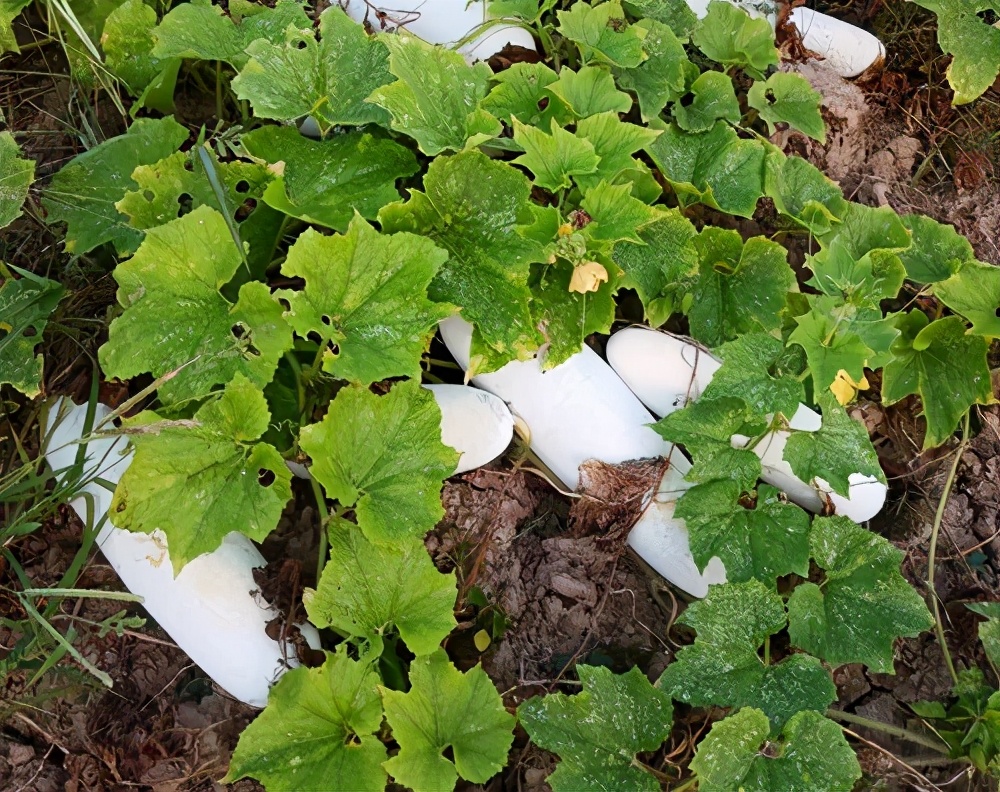這個品種太優(yōu)秀了！耐儲耐運，適合大面積種植，菜農(nóng)瓜販都喜歡