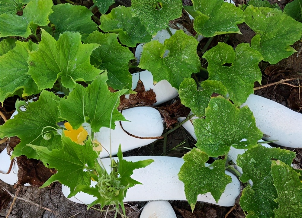 這個品種太優(yōu)秀了！耐儲耐運，適合大面積種植，菜農(nóng)瓜販都喜歡