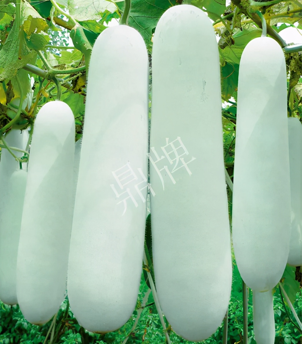 這個品種太優(yōu)秀了！耐儲耐運，適合大面積種植，菜農(nóng)瓜販都喜歡