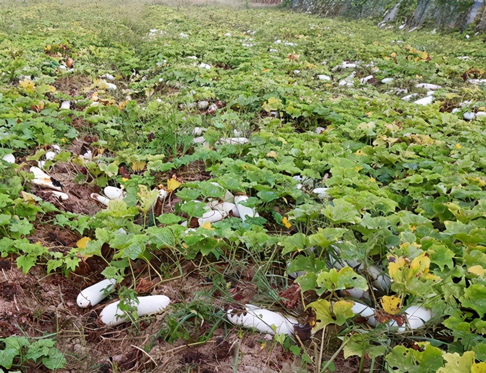 這個品種太優(yōu)秀了！耐儲耐運，適合大面積種植，菜農(nóng)瓜販都喜歡