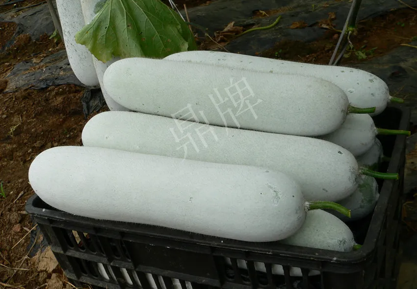這個品種太優(yōu)秀了！耐儲耐運，適合大面積種植，菜農(nóng)瓜販都喜歡