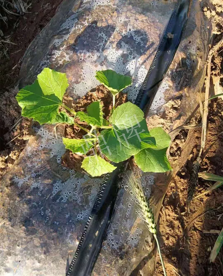 河南焦作的李向林今年種植甜瓜新品種，客戶直接拉貨走人