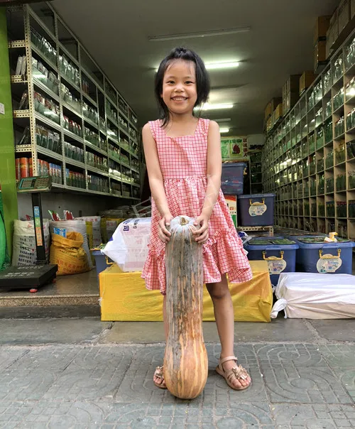 四川農(nóng)戶今年種“健美蜜本”南瓜產(chǎn)量高，品質(zhì)好，感覺巴適得很