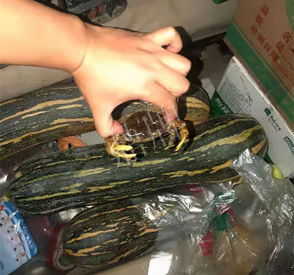 四川農(nóng)戶今年種“健美蜜本”南瓜產(chǎn)量高，品質(zhì)好，感覺巴適得很