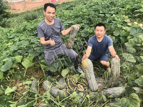 四川農(nóng)戶今年種“健美蜜本”南瓜產(chǎn)量高，品質(zhì)好，感覺巴適得很