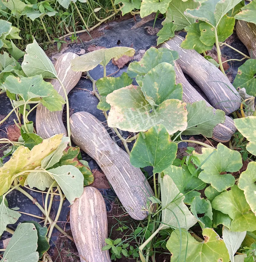 岳陽(yáng)王大年打工多年，選擇回家種南瓜，今年還增加了50畝地