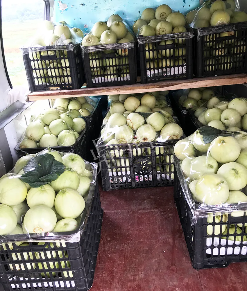 郴州農(nóng)戶種植新品種，果實(shí)又香又甜，很好賣
