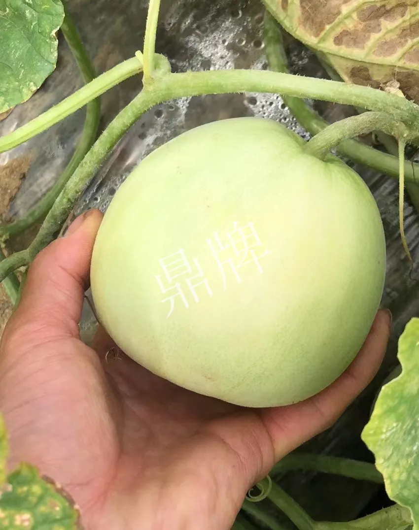 郴州農(nóng)戶種植新品種，果實(shí)又香又甜，很好賣
