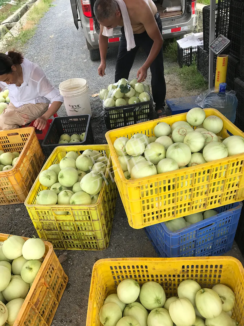 郴州農(nóng)戶種植新品種，果實(shí)又香又甜，很好賣