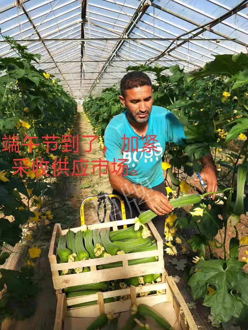 鎮(zhèn)江的何青萍，在法國(guó)種植“優(yōu)比1號(hào)”每公斤24元