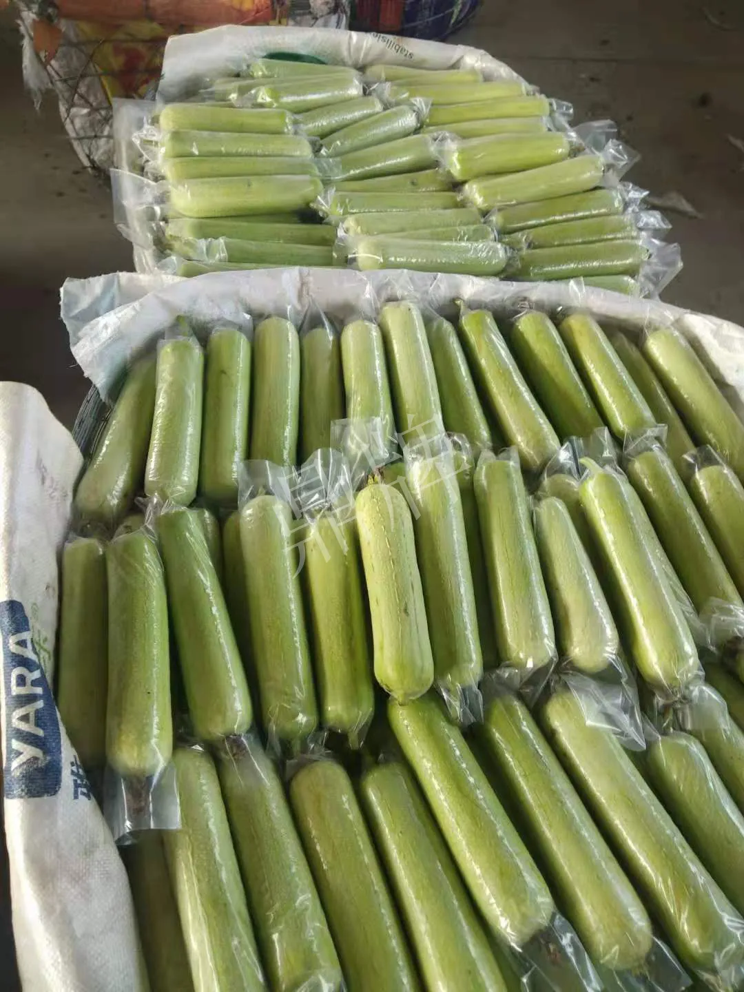 這個(gè)絲瓜每畝能掙3萬，沒種植的農(nóng)戶后悔得拍大腿
