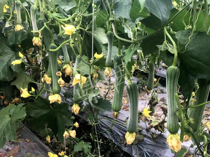 蔬菜種子種植戶客戶點(diǎn)評(píng)-這個(gè)絲瓜品種，找不到競(jìng)爭(zhēng)對(duì)手……