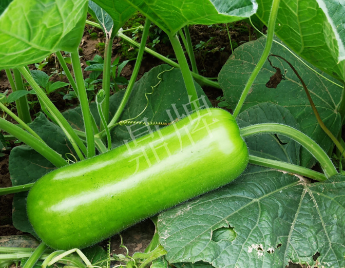蔬菜種子種植戶客戶點(diǎn)評(píng)-牛逼！我露地栽培的瓠瓜，比別人大棚的還早上市！