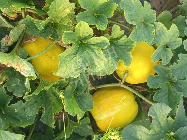 蔬菜種子種植戶客戶點(diǎn)評(píng)-種它！種它！高溫季節(jié)就種它！