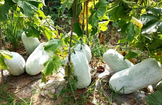 蔬菜種子種植戶客戶點(diǎn)評(píng)-驚訝！炎炎烈日下，小孩大聲喊：“大雪球！大雪球……”怎樣一回事？