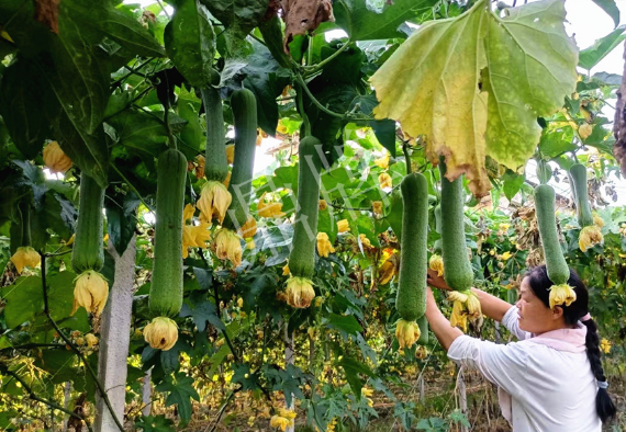 蔬菜種子種植戶客戶點(diǎn)評(píng)-8月，持續(xù)高溫下，這種絲瓜少見，少見！