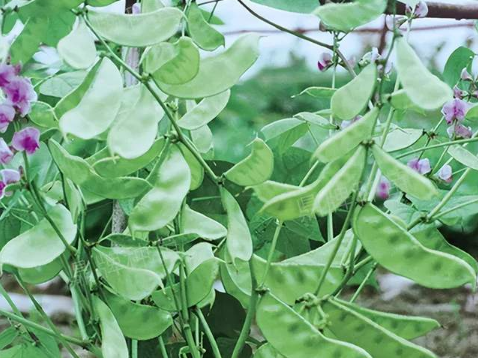 蔬菜種子種植戶客戶點(diǎn)評(píng)-鼎牌幫我度難關(guān)，決心助我大豐收！