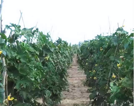 蔬菜種子種植戶客戶點(diǎn)評(píng)-種植這個(gè)品種，獲得高收入，老婆的功勞最大