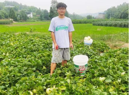 蔬菜種子種植戶客戶點(diǎn)評(píng)-甜瓜新品上市，每個(gè)賣9元，很暢銷！
