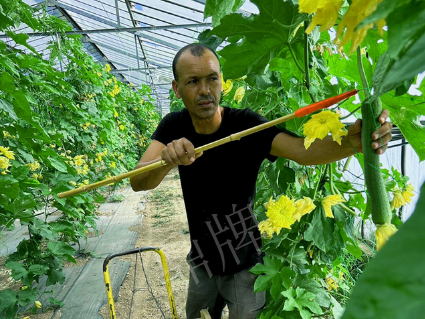 蔬菜種子種植戶客戶點(diǎn)評(píng)-這種絲瓜在法國(guó)，批發(fā)都是30元/kg