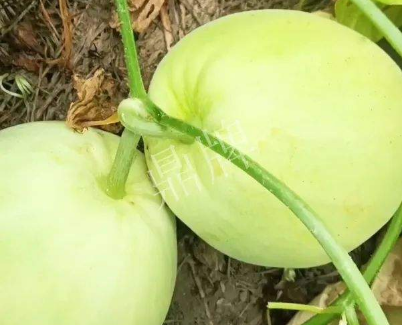 蔬菜種子種植戶客戶點(diǎn)評(píng)-我終于找到滿意的甜瓜品種了！