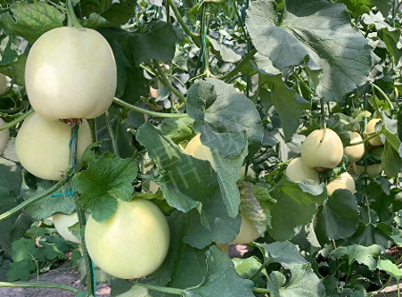 蔬菜種子種植戶(hù)客戶(hù)點(diǎn)評(píng)-“玉奶香2號(hào)”甜瓜，真的有那么好嗎？