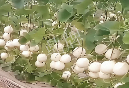 蔬菜種子種植戶(hù)客戶(hù)點(diǎn)評(píng)-現(xiàn)在的瓜菜價(jià)格不好，但我種植的優(yōu)質(zhì)甜瓜還是有好的收入！