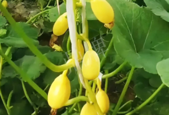 蔬菜種子種植戶(hù)客戶(hù)點(diǎn)評(píng)-一個(gè)特色品種種植戶(hù)的反饋，帶給大家的思考